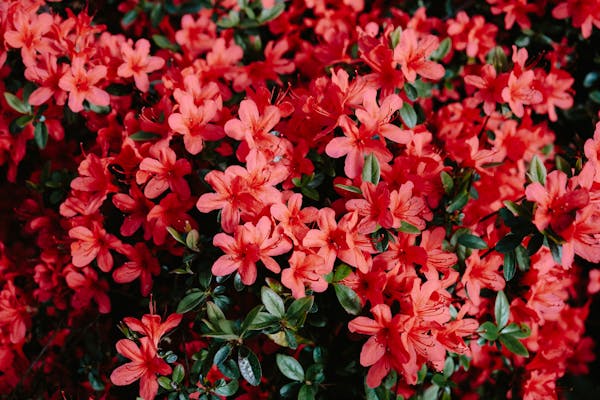 Azaleas Garden Kit