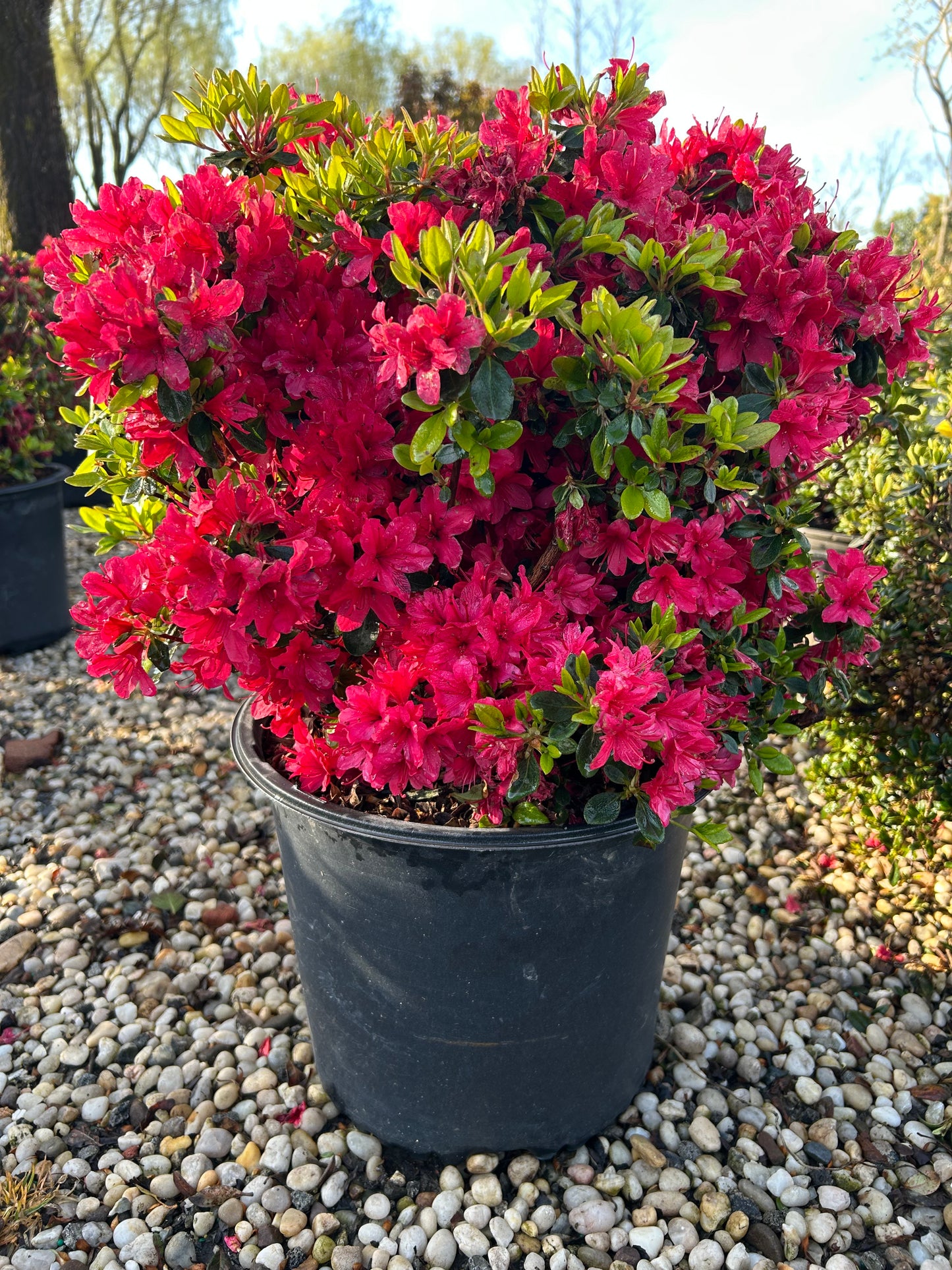 Azaleas