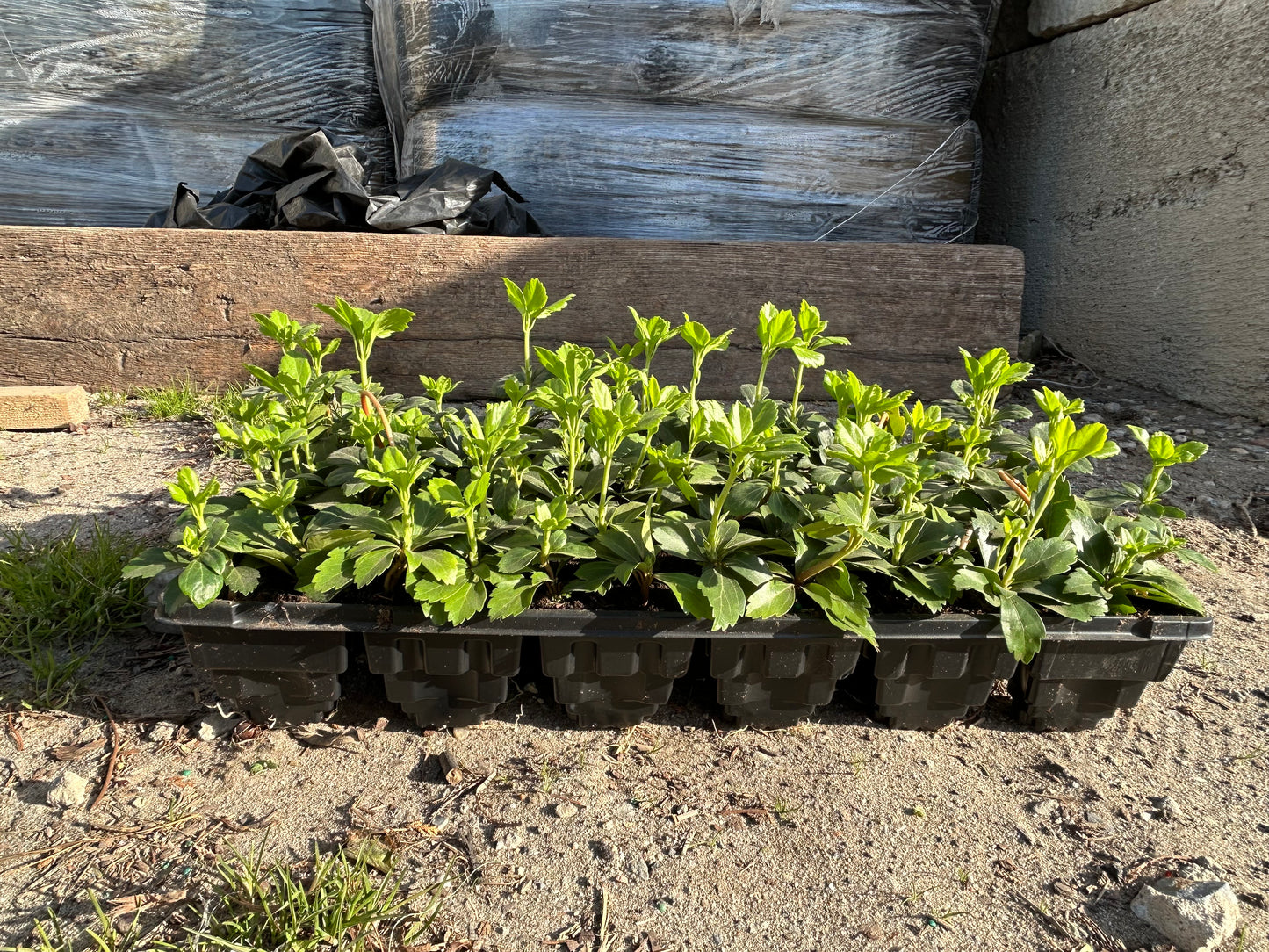 Pachysandra Trays
