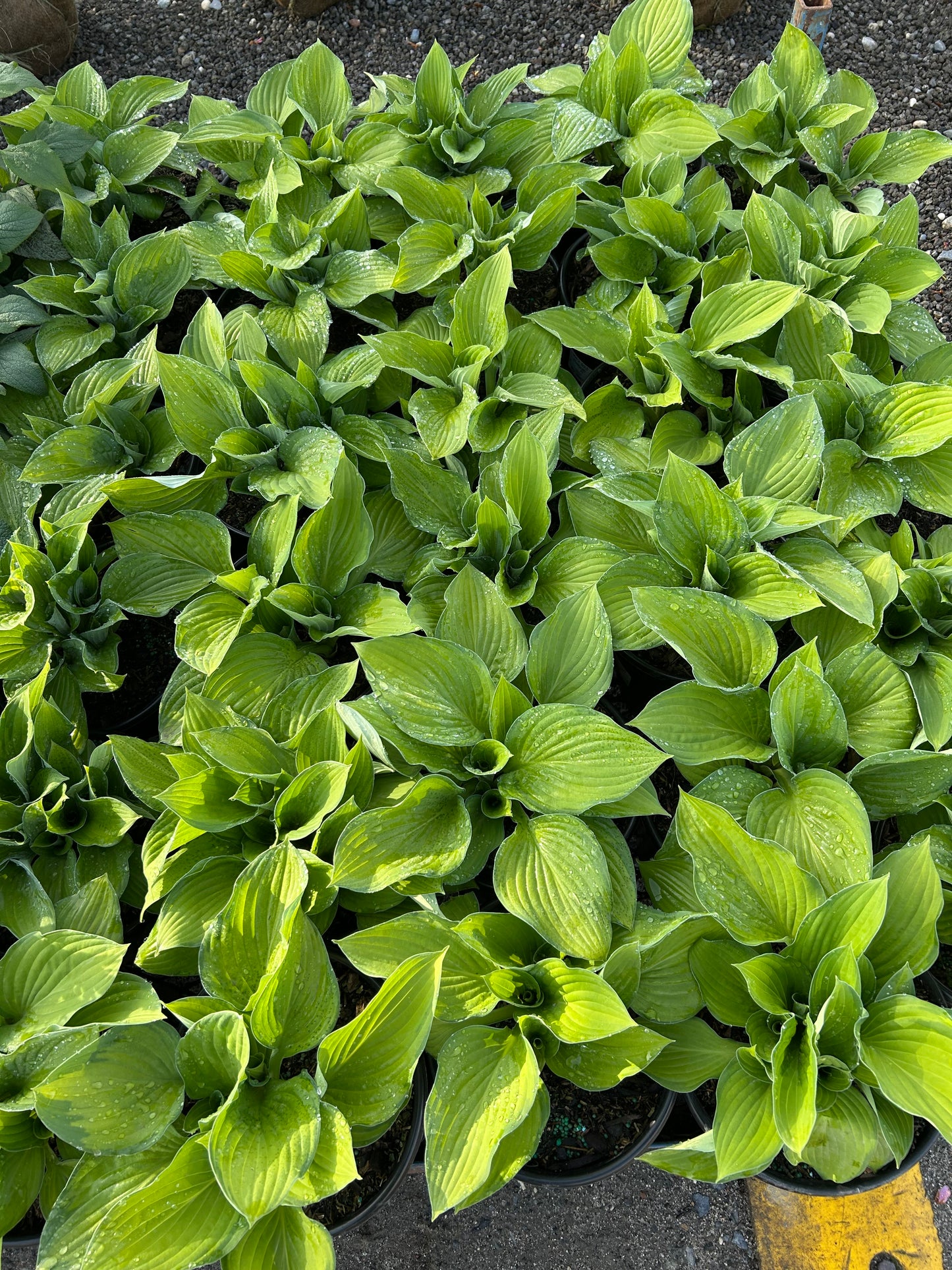 Hosta Gardening Kit
