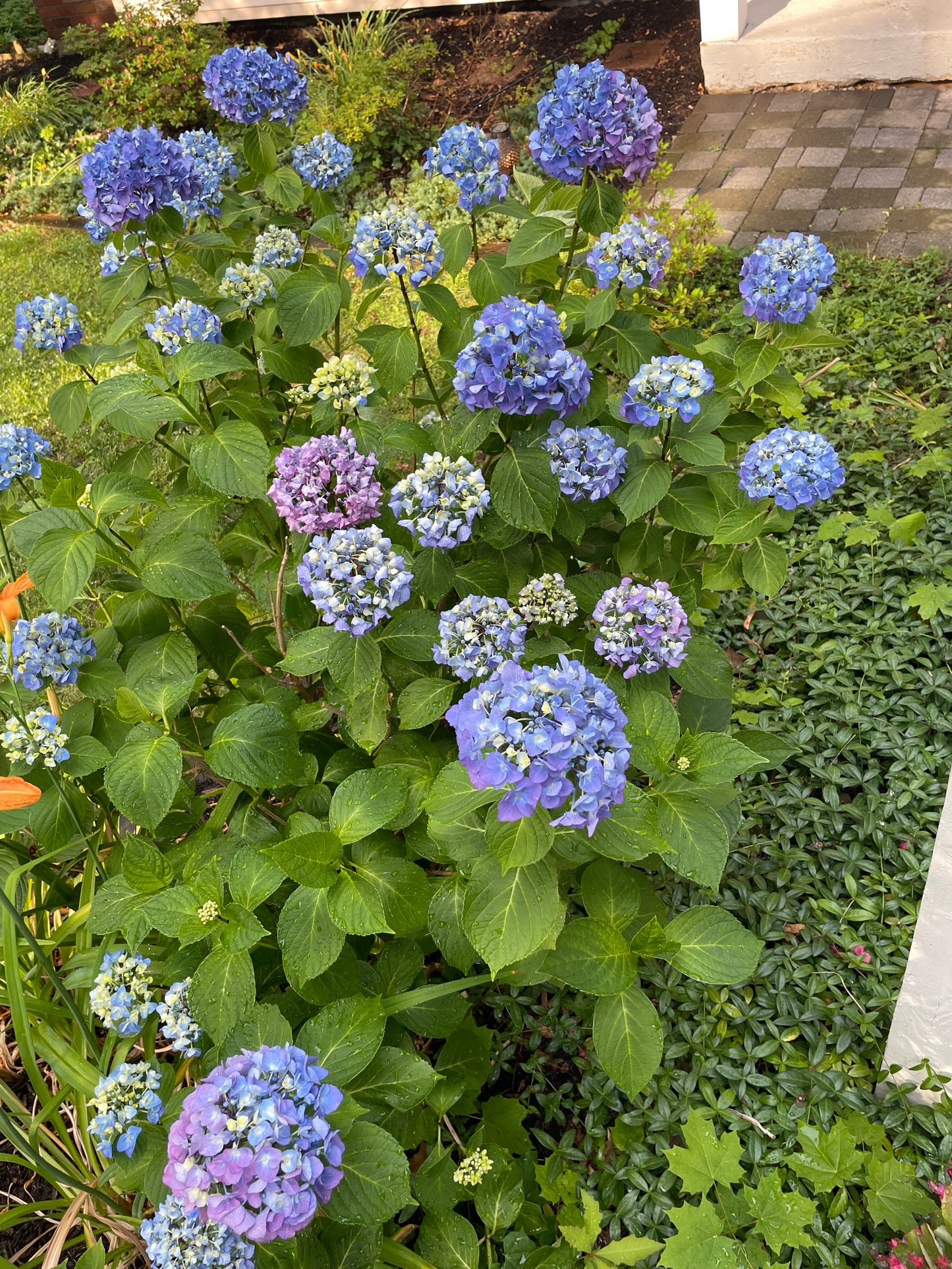 Hydrangea Garden Kit