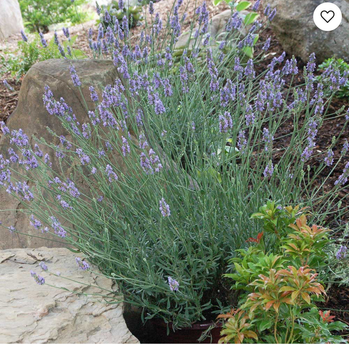Lavender Garden Kit