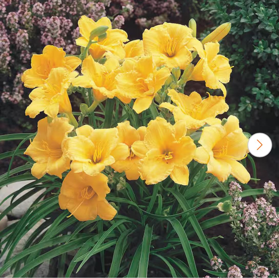 Add an extra plant to your kits