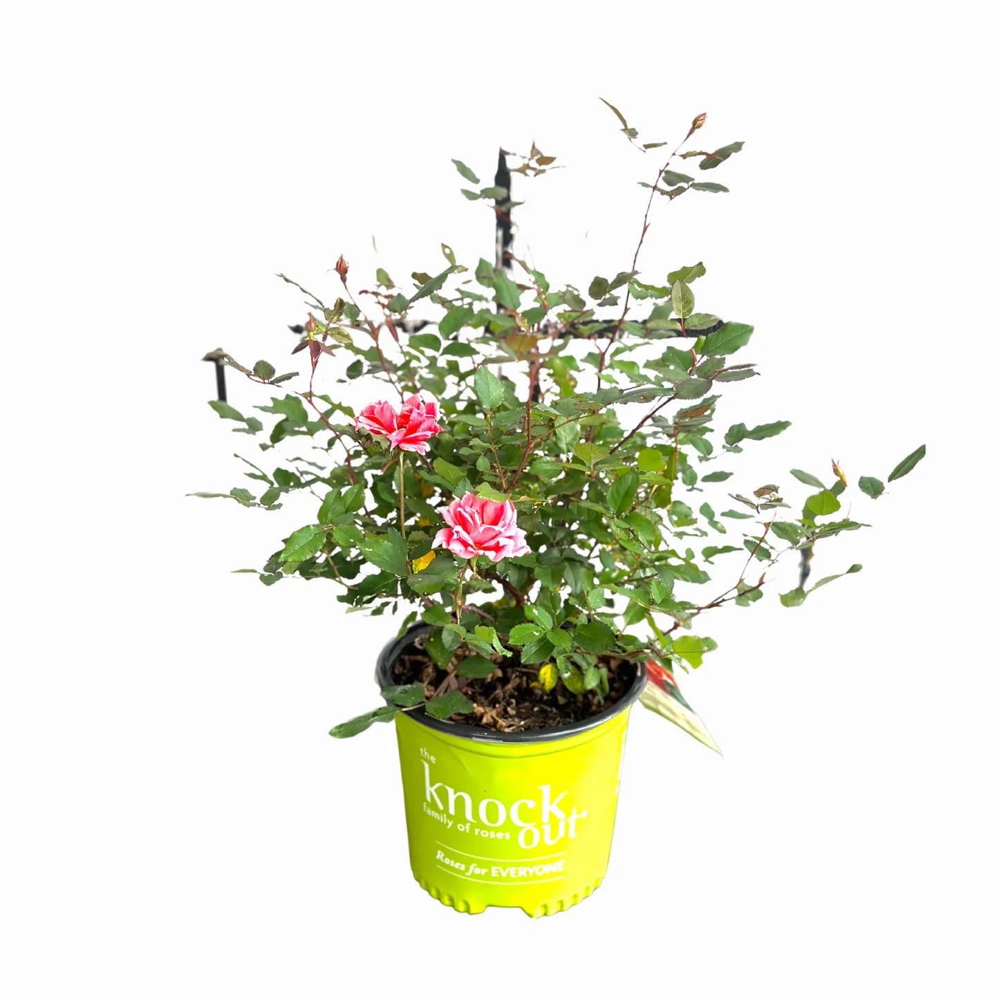 Rose Garden Kit