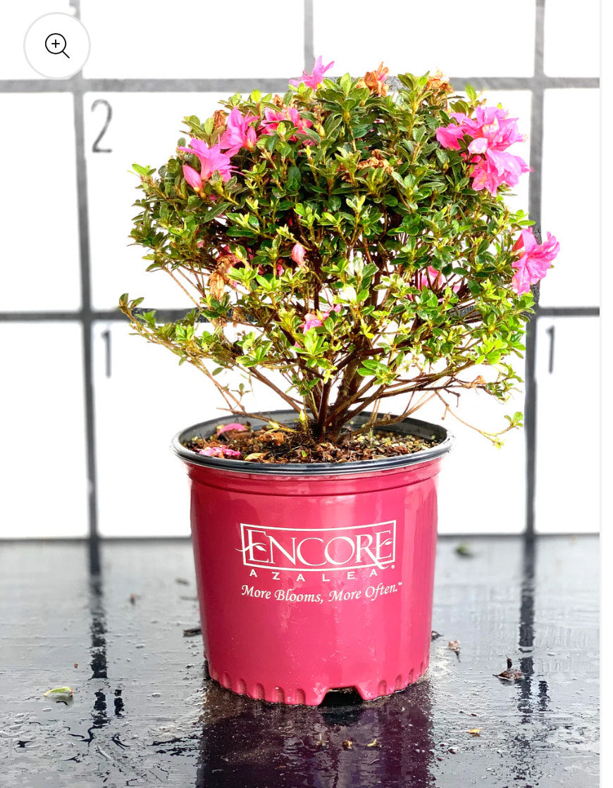 Azaleas Garden Kit