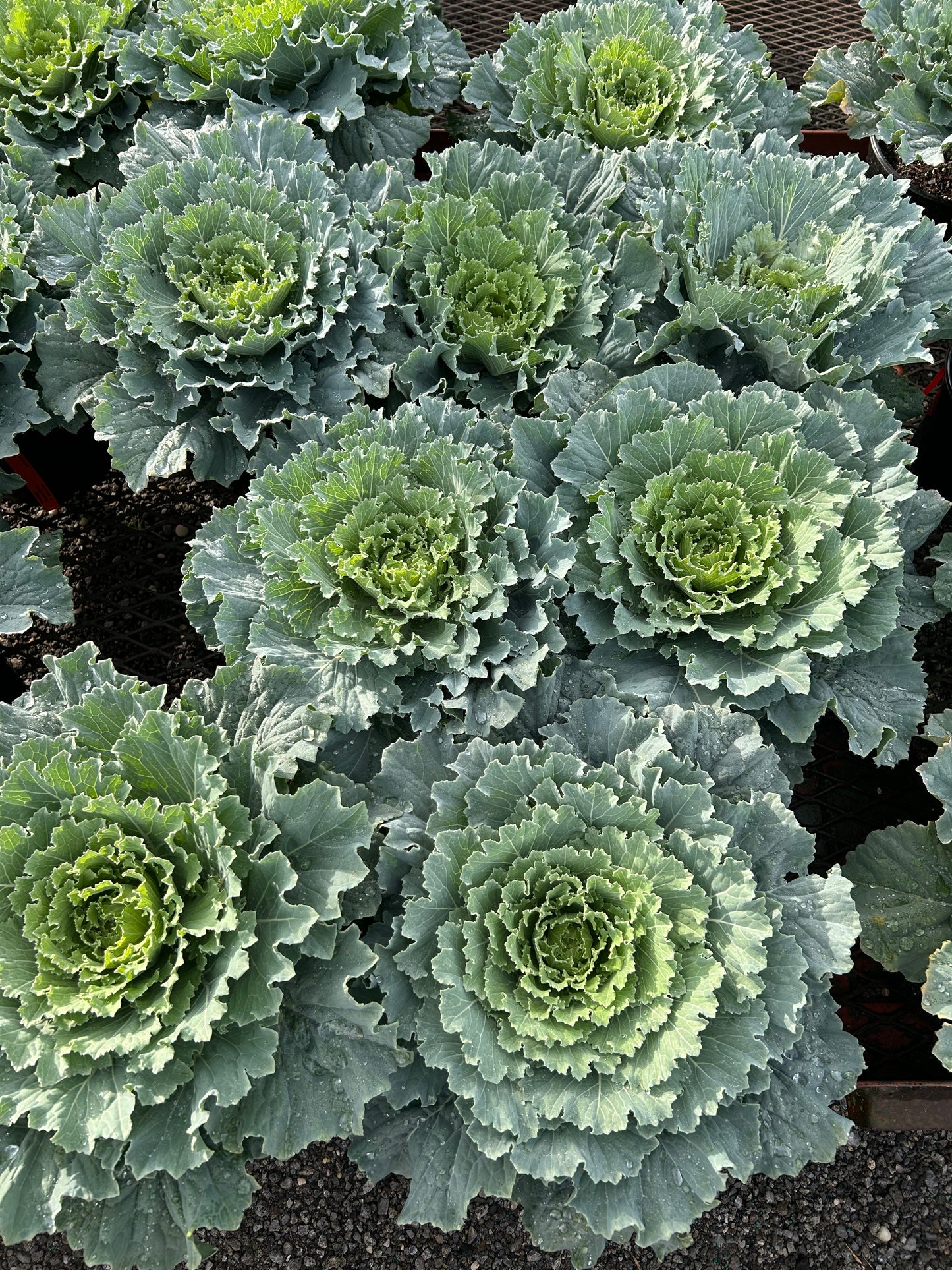 Fall Kale and Cabbage