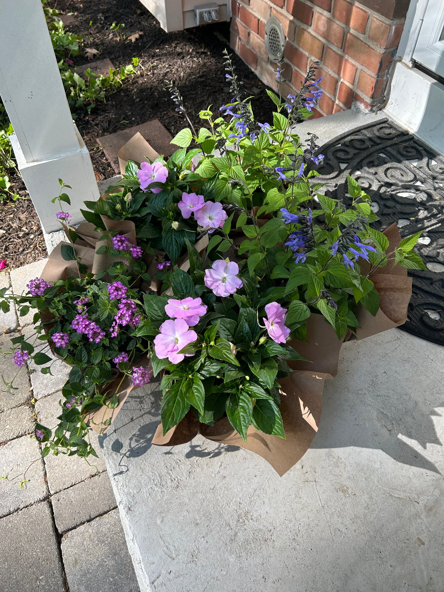 Assorted Spring Annuals