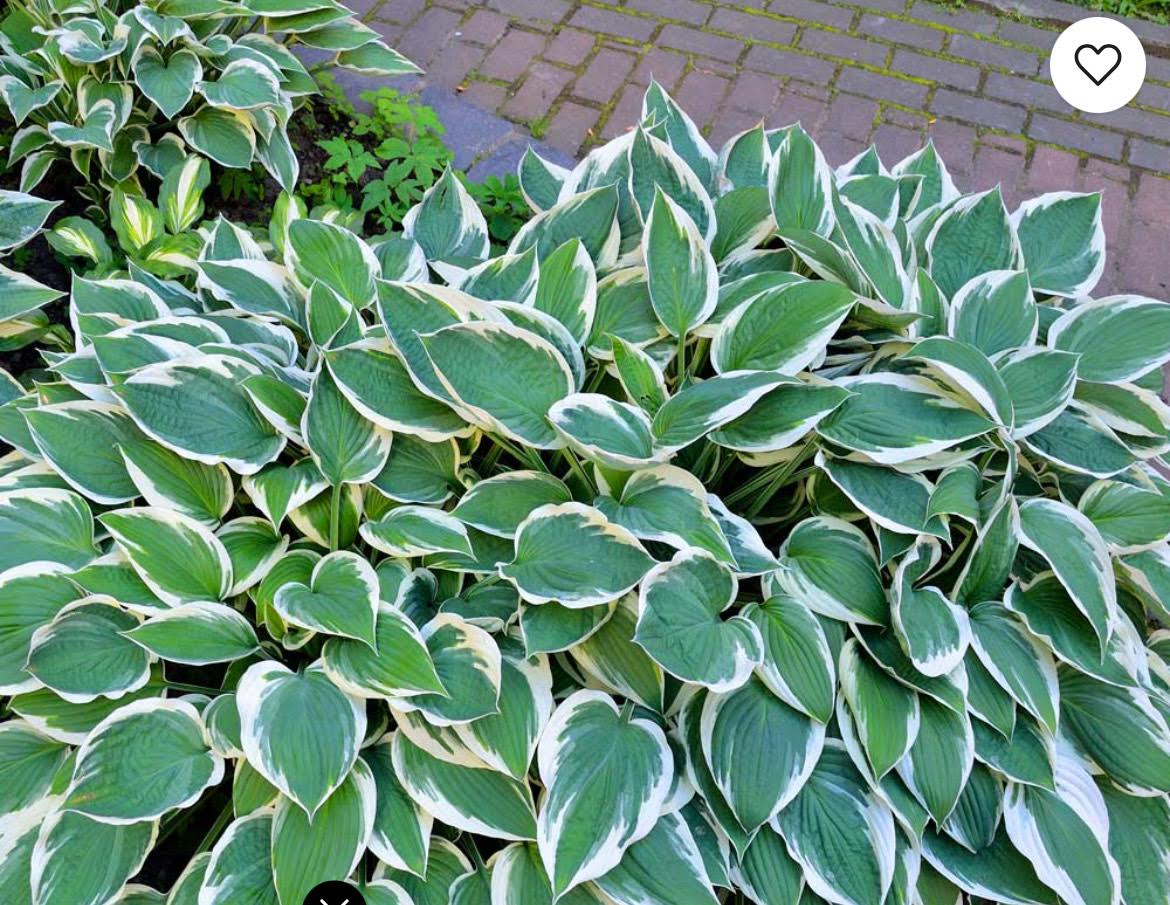 Add an extra plant to your kits