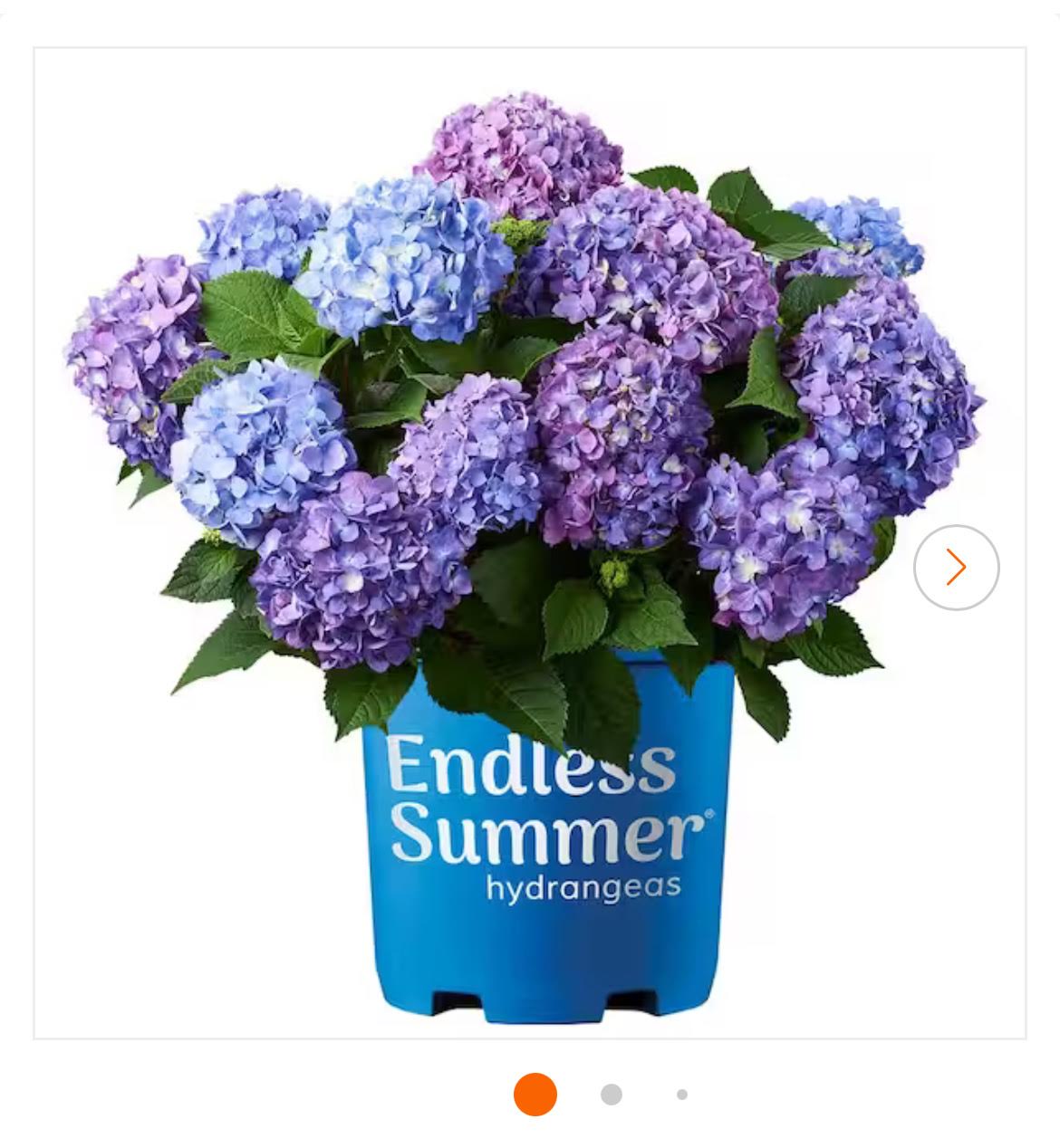 Hydrangea Garden Kit