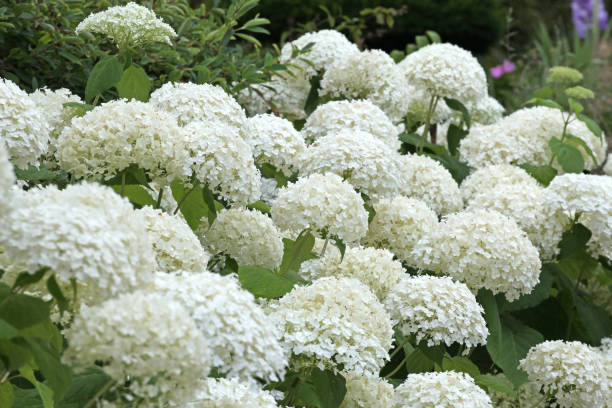 Hydrangea Garden Kit
