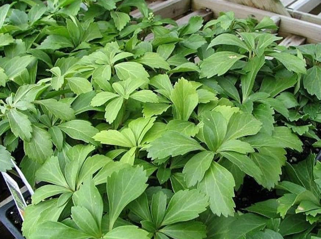 Pachysandra Trays