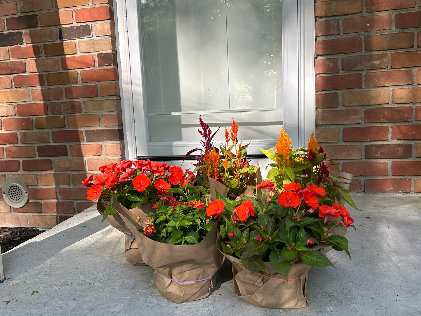Assorted Spring Annuals