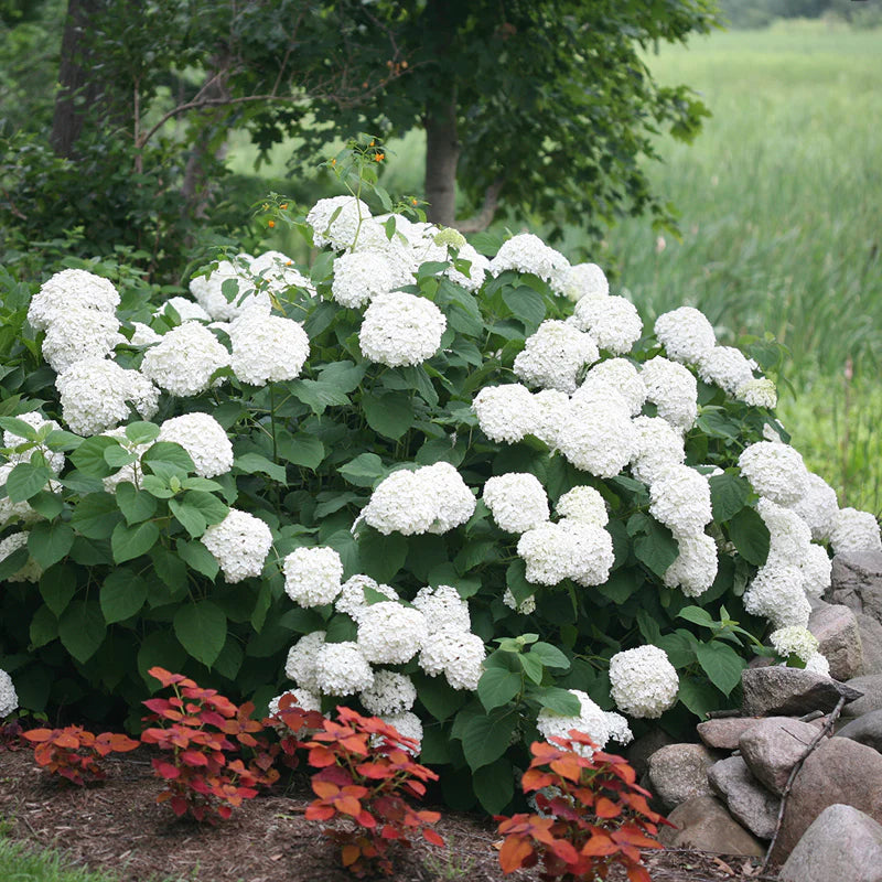 Add an extra plant to your kits