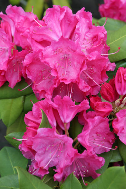 Azaleas Garden Kit