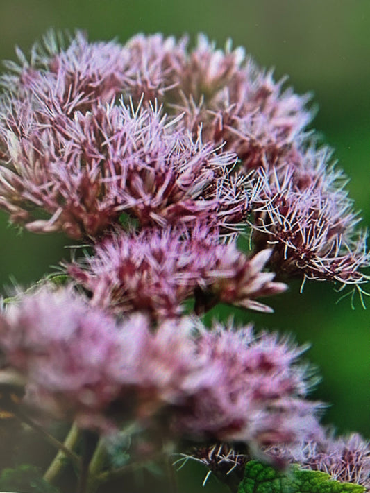 Summer Perennial Little Joes #2