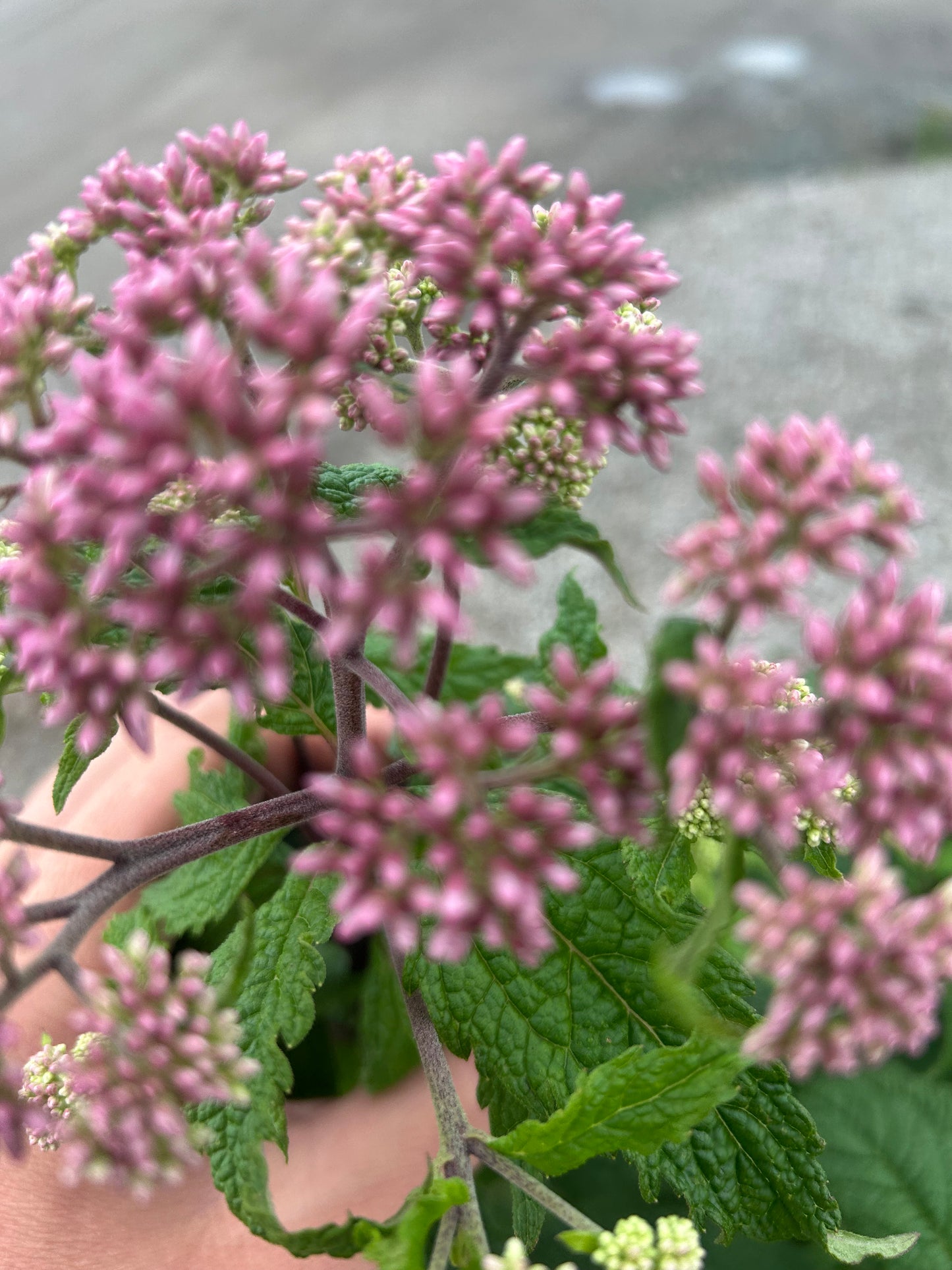Summer Perennial Little Joes #2