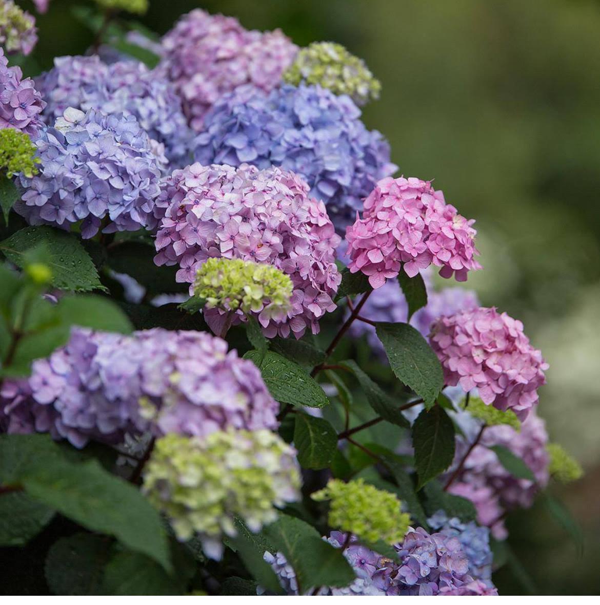 Hydrangea Garden Kit