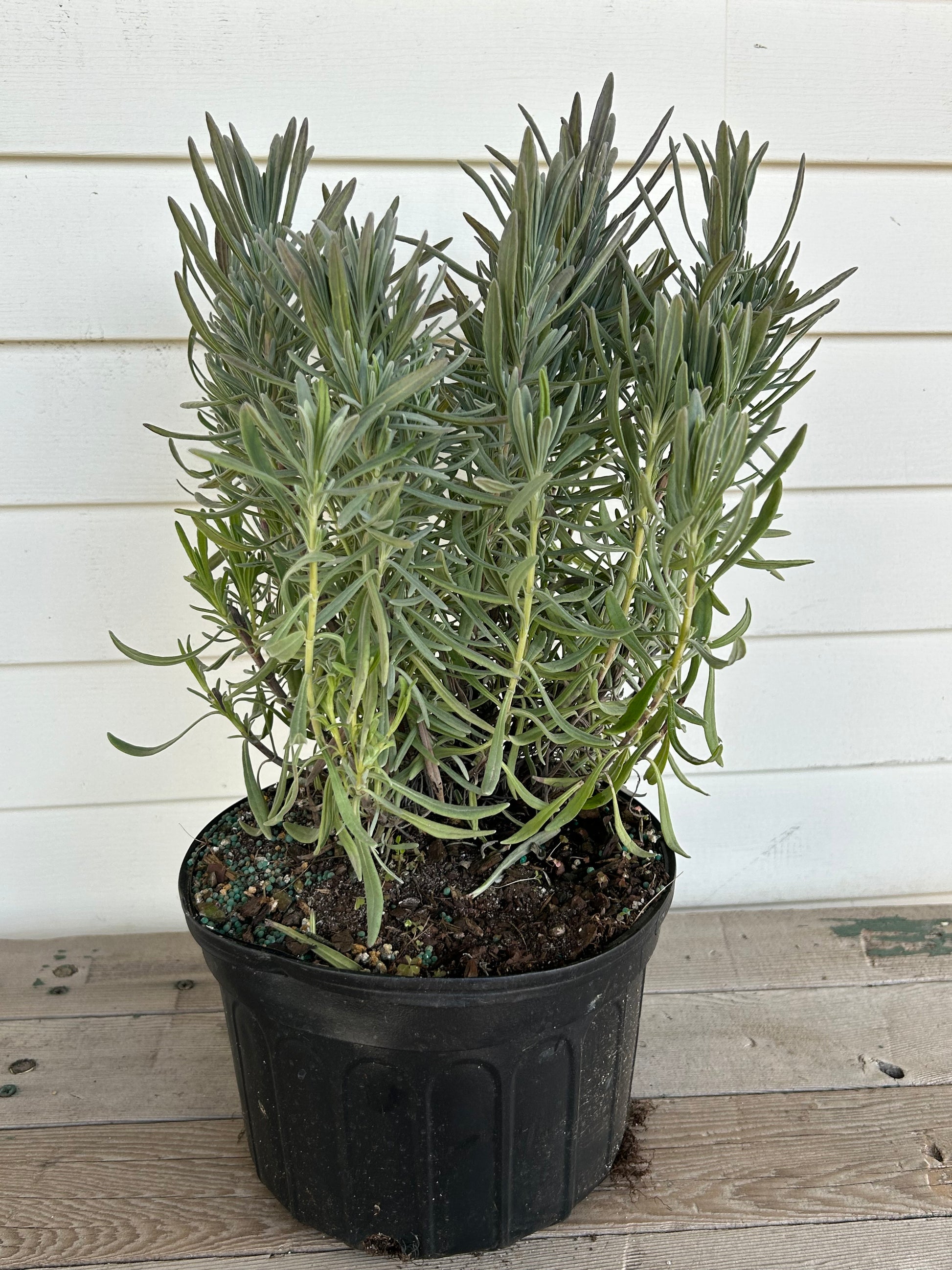 local lavender plants for sale Lavender Garden Kit – Local Flora
