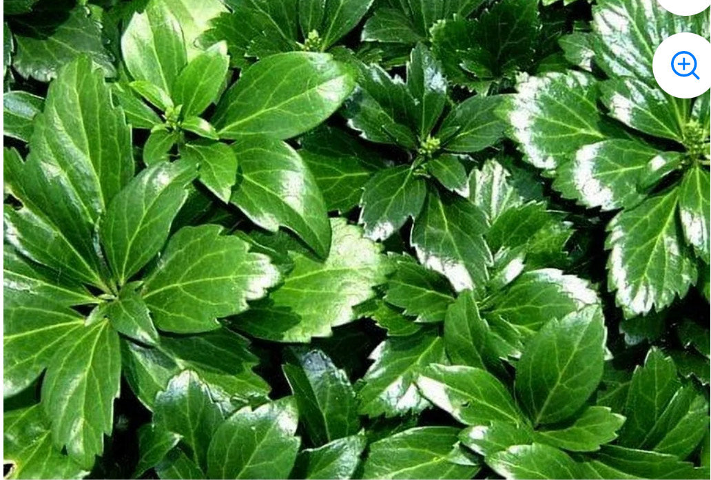 Pachysandra Trays