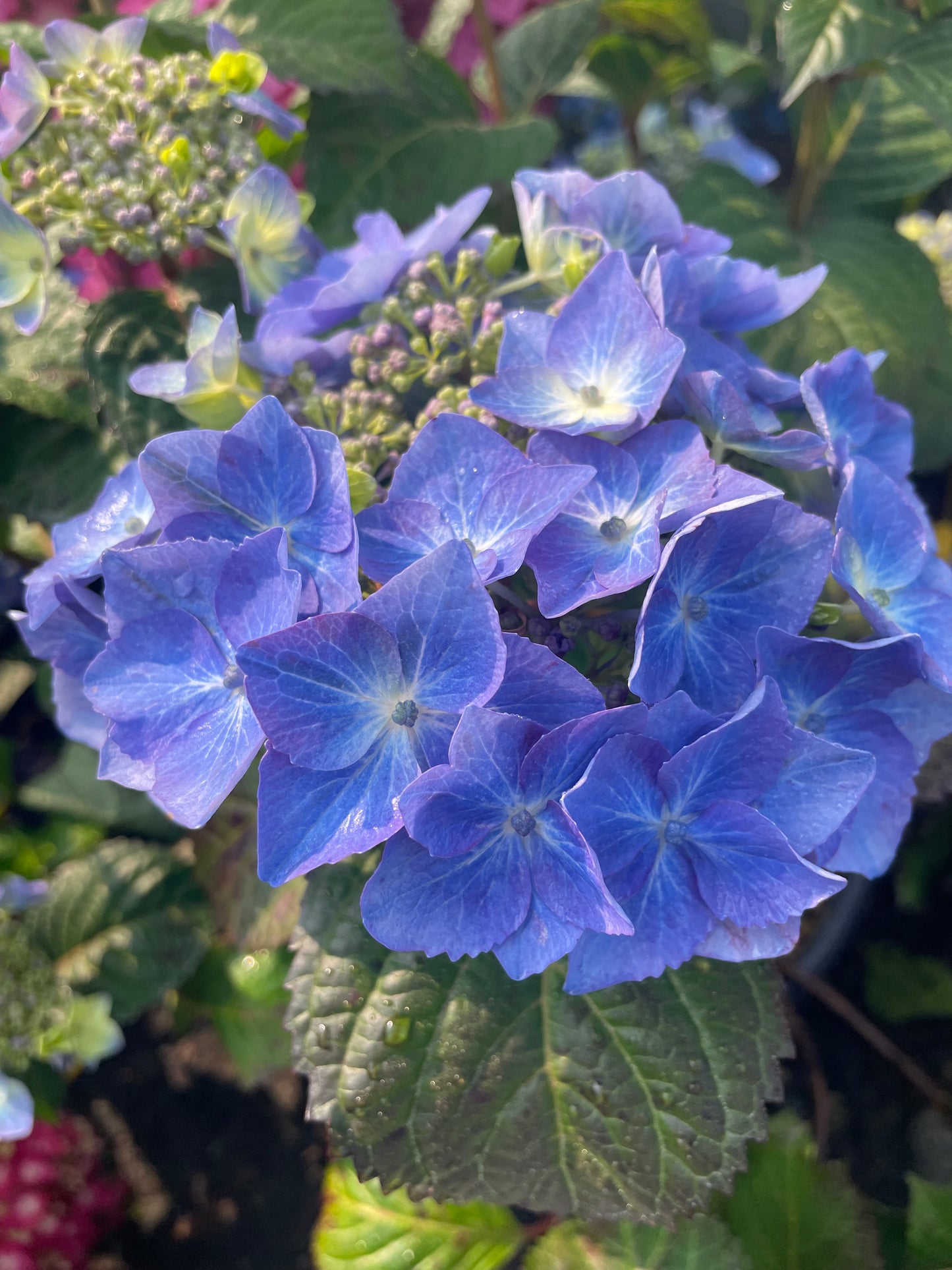 Hydrangea Garden Kit