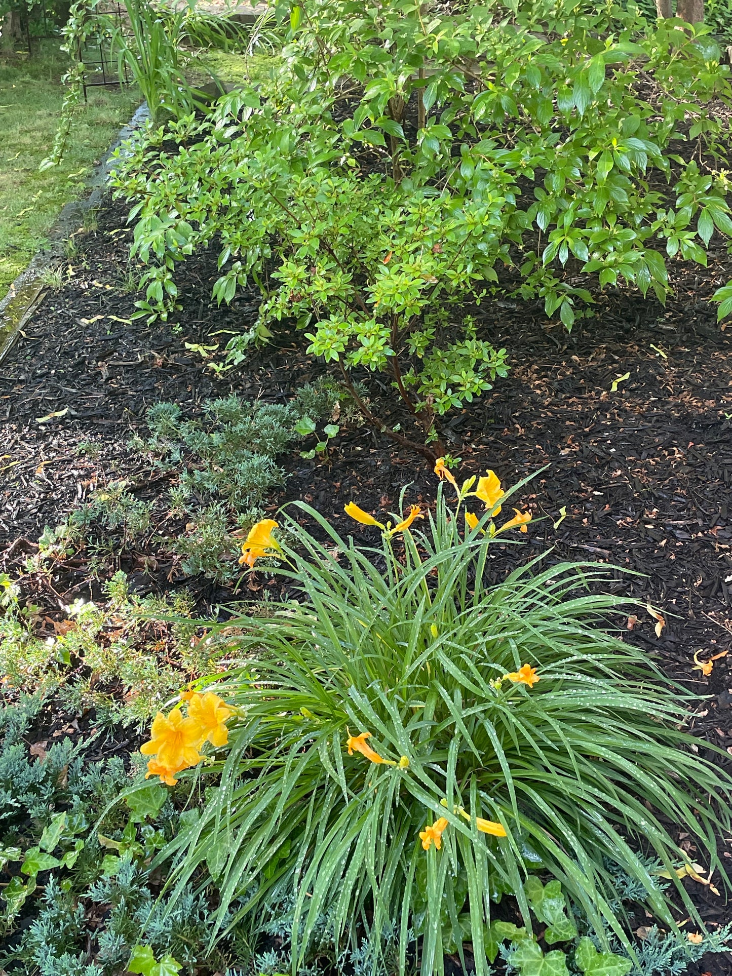 Lilly Garden Kit