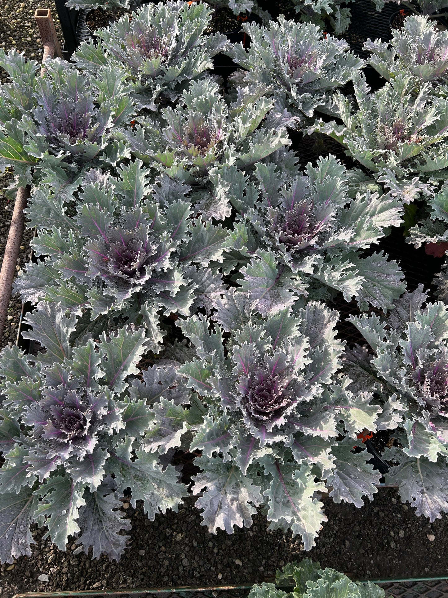 Fall Kale and Cabbage