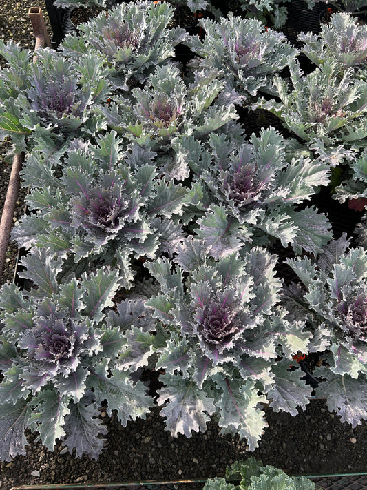 Fall Kale and Cabbage