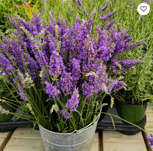 Lavender Garden Kit