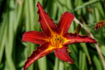 Day Lilly