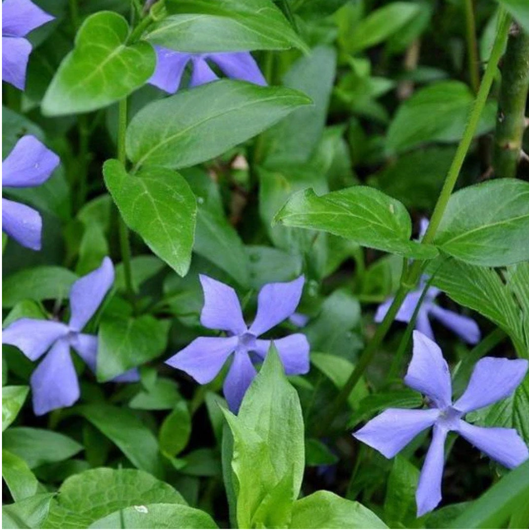 Vinca Trays