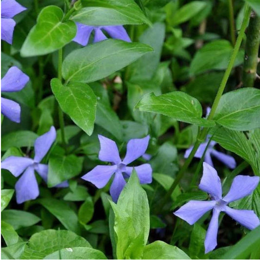 Vinca Trays