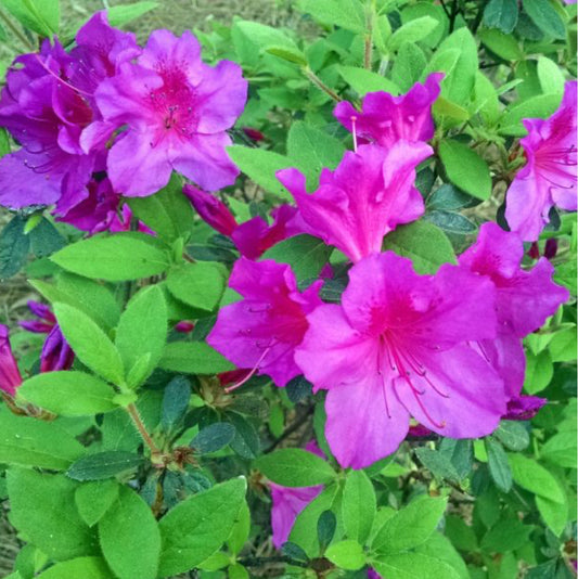 Azaleas Garden Kit