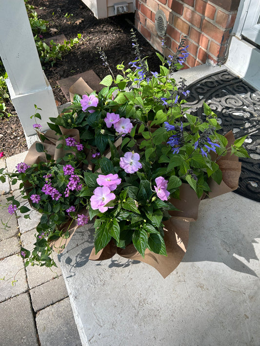 Assorted Spring Annuals