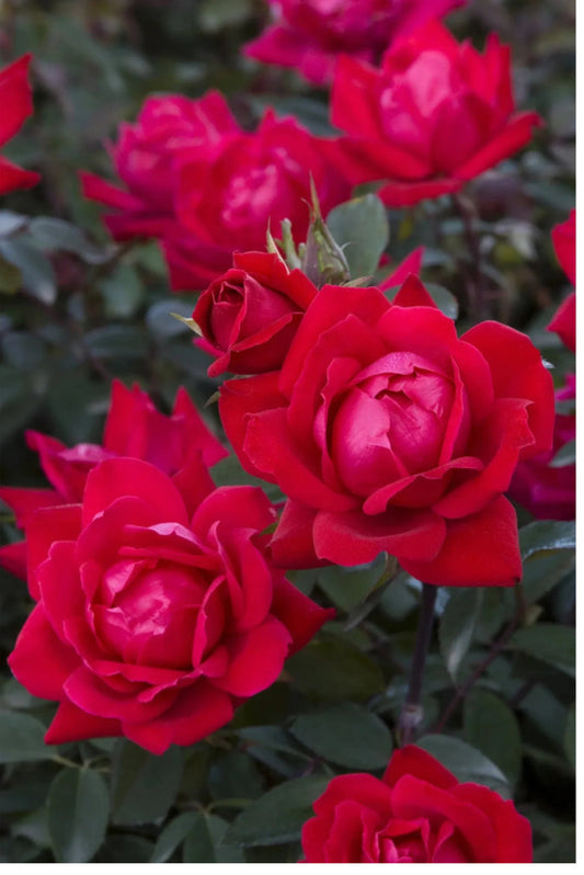 Rose Garden Kit