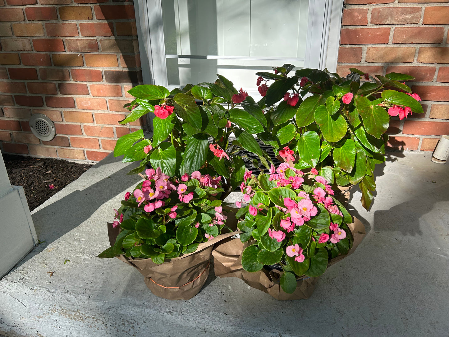 Assorted Spring Annuals