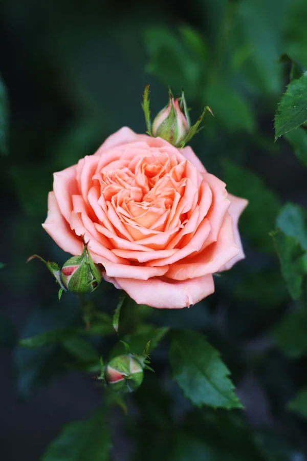 Rose Garden Kit