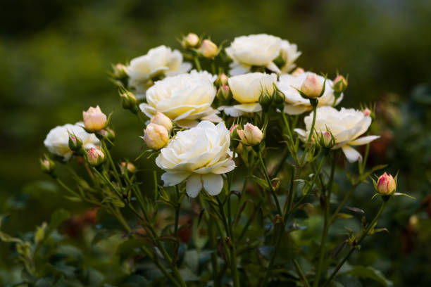 Rose Garden Kit