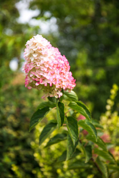 Hydrangea Garden Kit